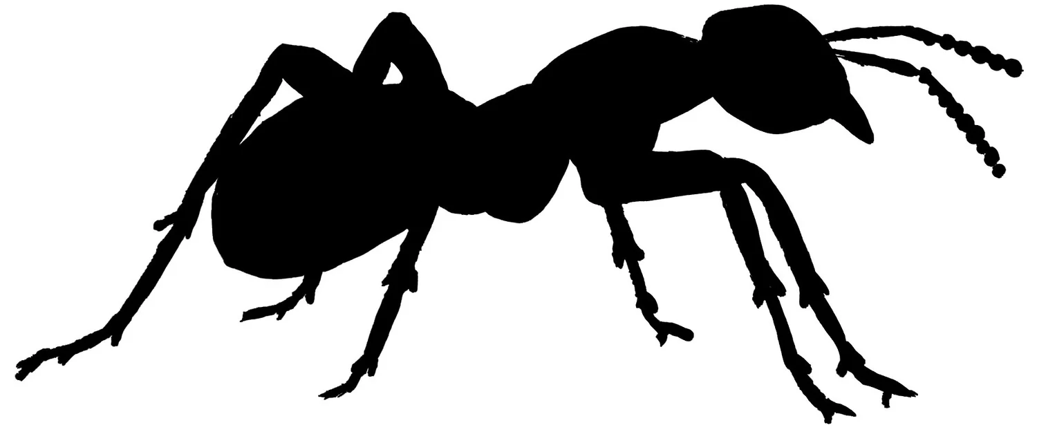 Ant Paintings